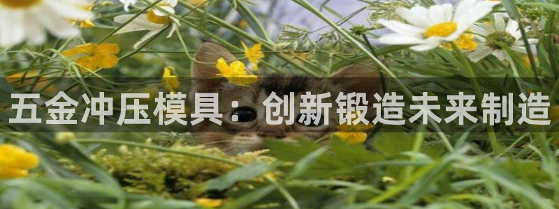 琳琅娱乐 全麦优质